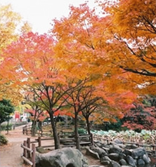 菊名